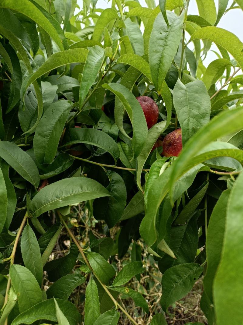 四号黄肉油桃个大味甜红度好，硬度好，山西运城新绛