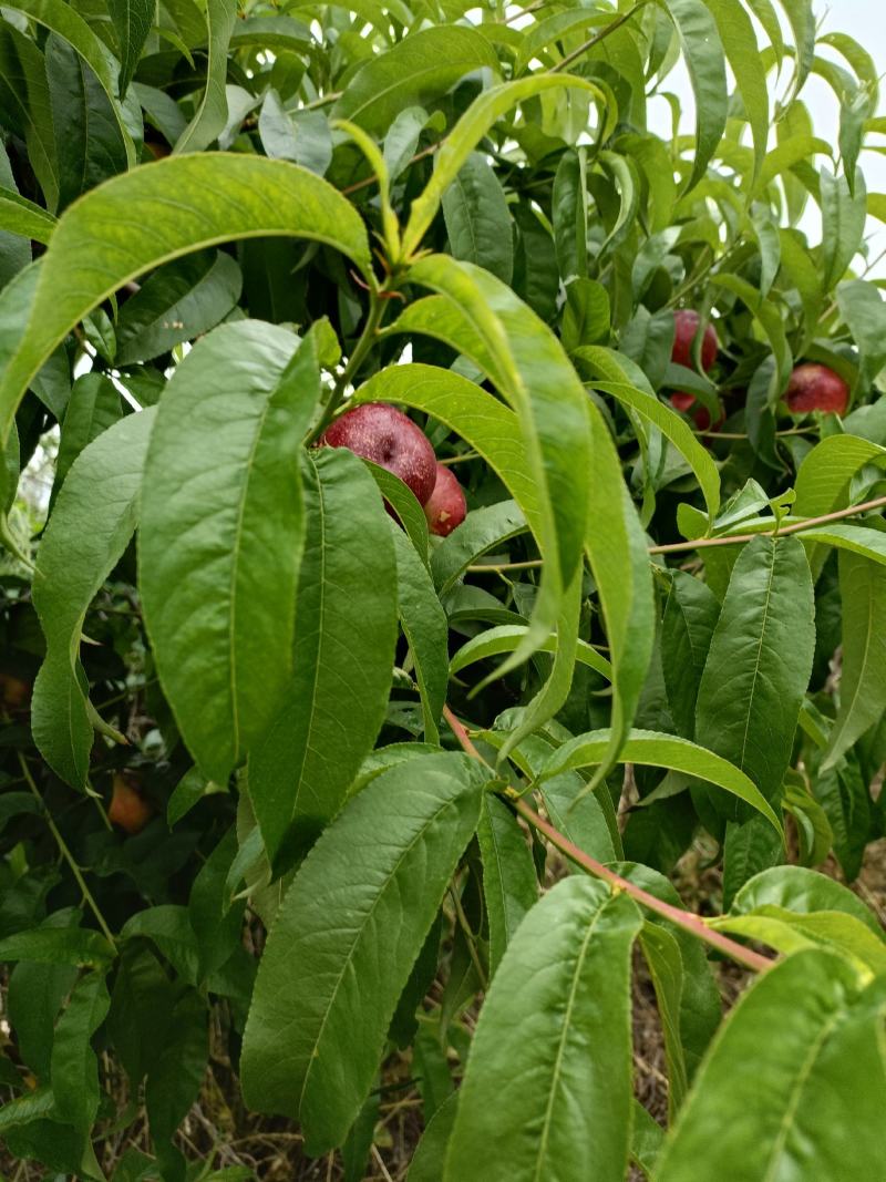 四号黄肉油桃个大味甜红度好，硬度好，山西运城新绛