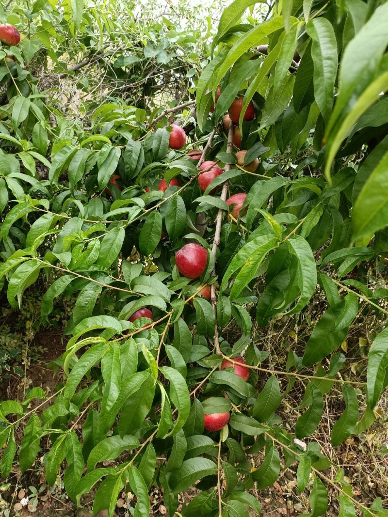 四号黄肉油桃个大味甜红度好，硬度好，山西运城新绛