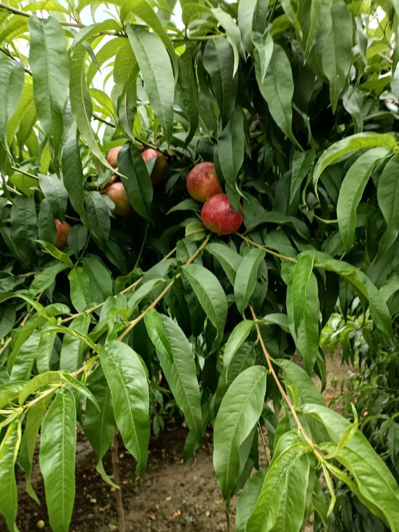 四号黄肉油桃个大味甜红度好，硬度好，山西运城新绛