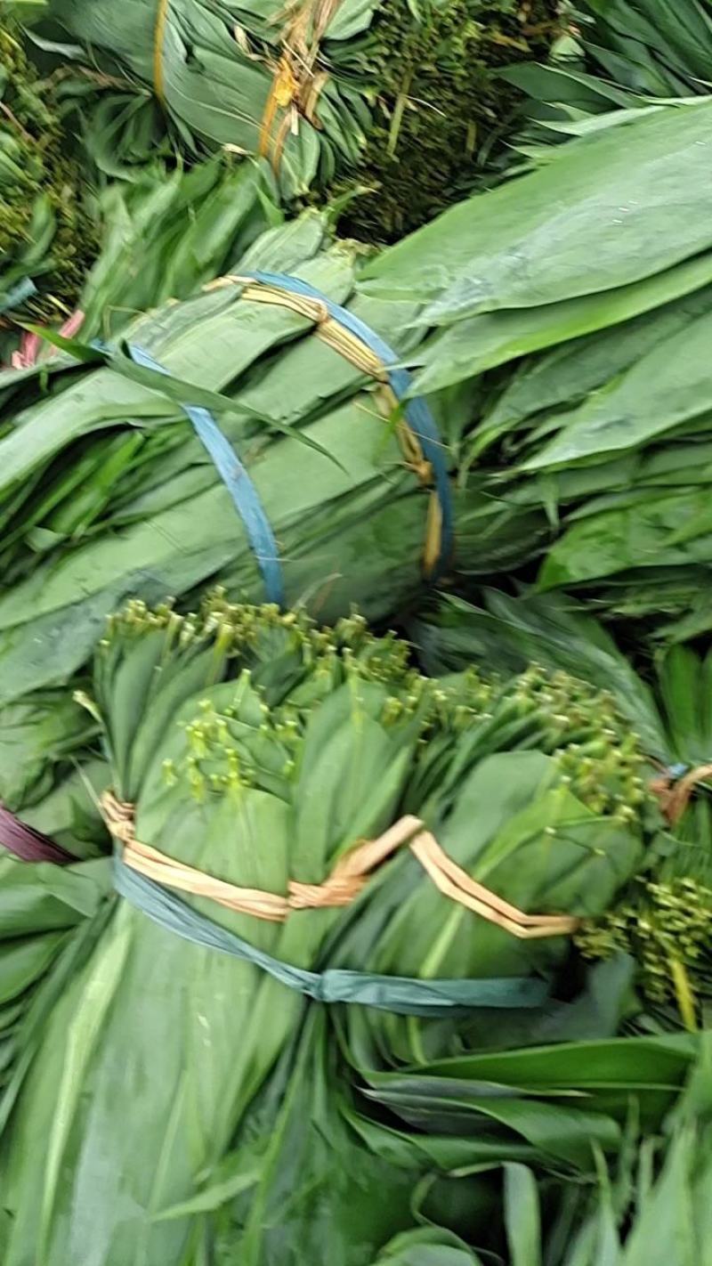 当天采摘，大量现货