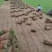 精品百幕大基地直发小区庭院工程绿化欢迎来电咨询