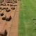 精品百幕大基地直发小区庭院工程绿化欢迎来电咨询