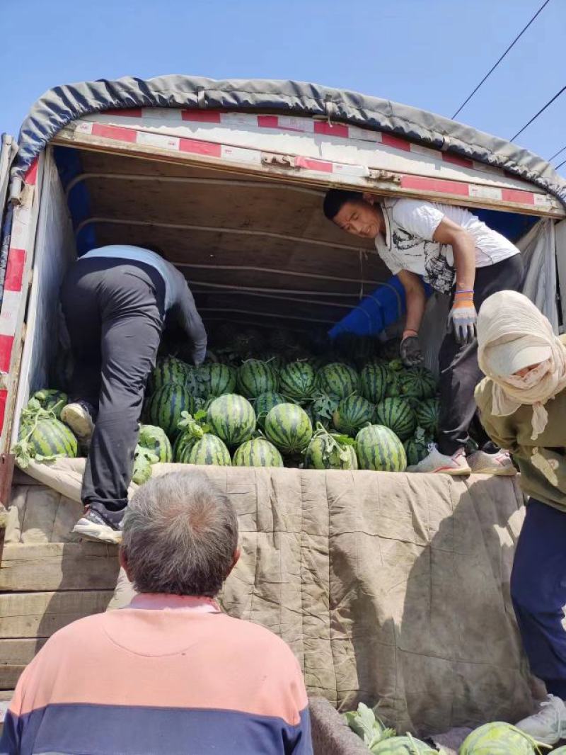 高青万亩拱棚甜王西瓜大量上市，沙质土壤糖分高口感好！