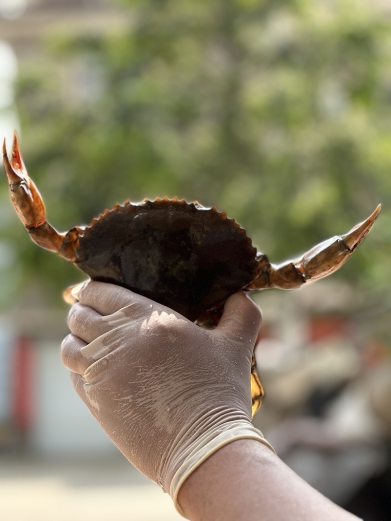 三门青蟹海螃蟹非黄油蟹红膏蟹大公蟹海鲜礼盒猷蠓