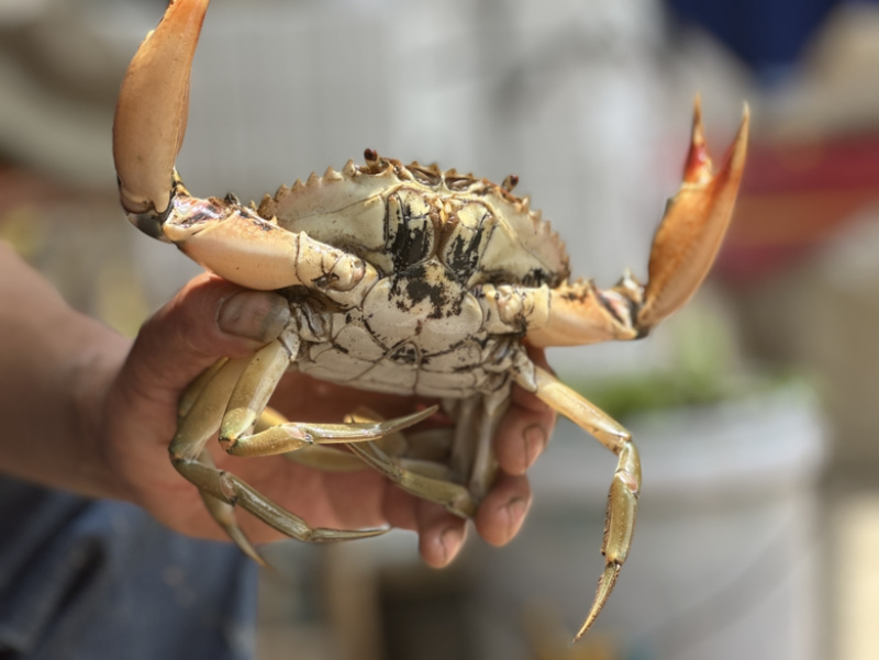 三门青蟹海螃蟹非黄油蟹红膏蟹大公蟹海鲜礼盒猷蠓