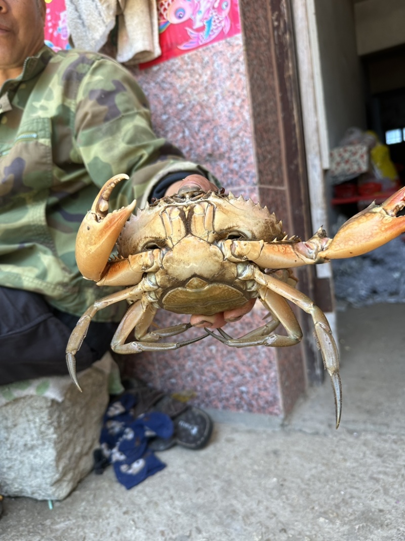 三门青蟹海螃蟹非黄油蟹红膏蟹大公蟹海鲜礼盒猷蠓