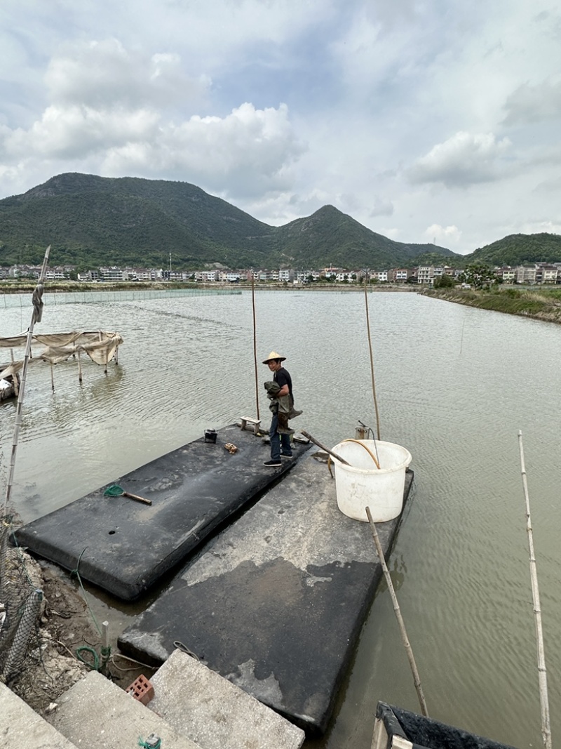 三门青蟹海螃蟹非黄油蟹红膏蟹大公蟹海鲜礼盒猷蠓