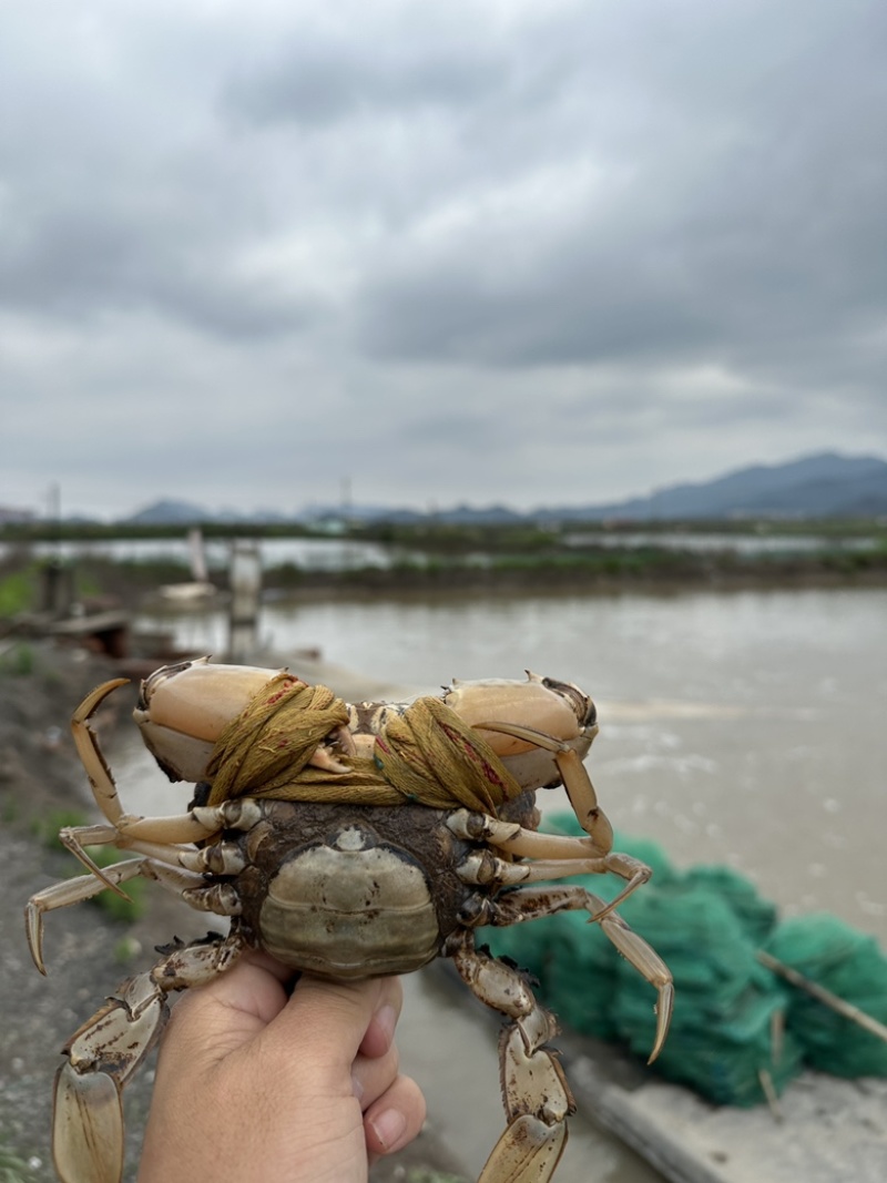 三门青蟹海螃蟹非黄油蟹红膏蟹大公蟹海鲜礼盒猷蠓