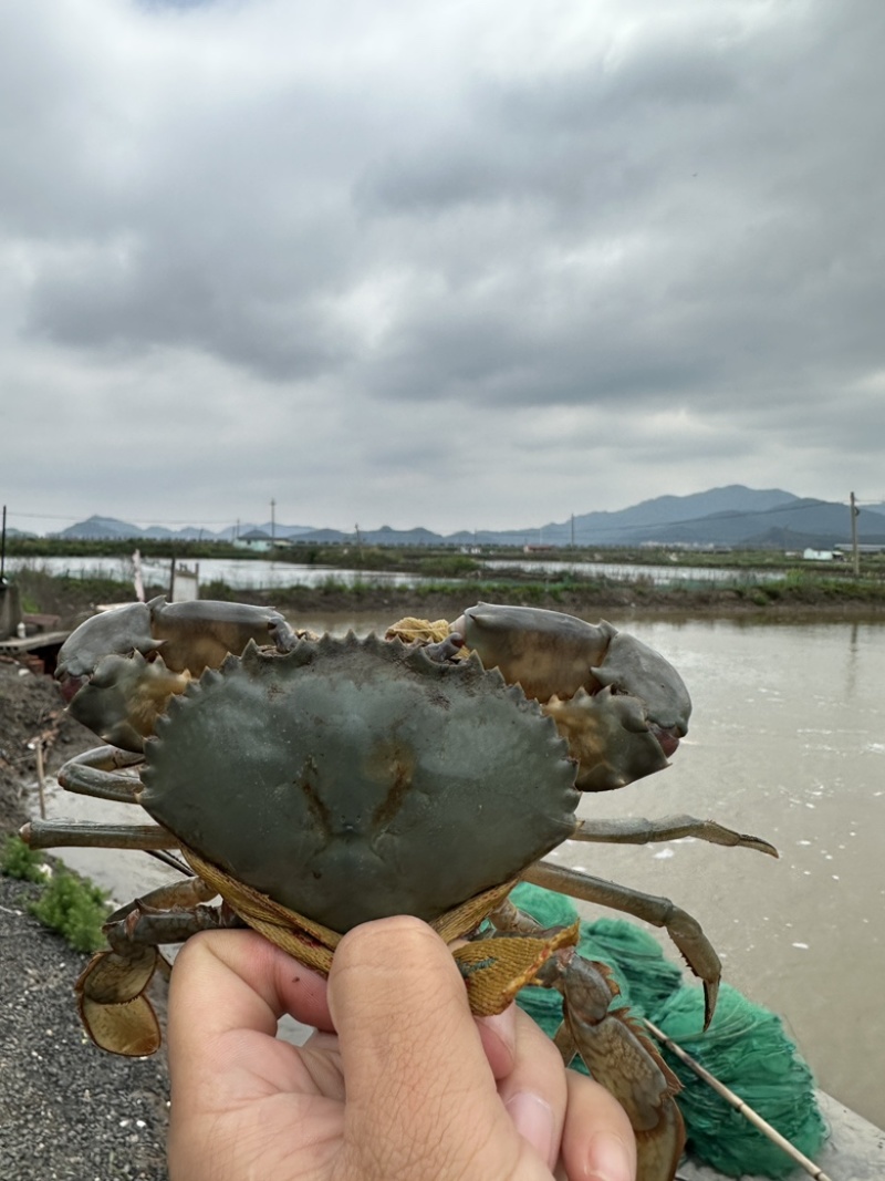 三门青蟹海螃蟹非黄油蟹红膏蟹大公蟹海鲜礼盒猷蠓