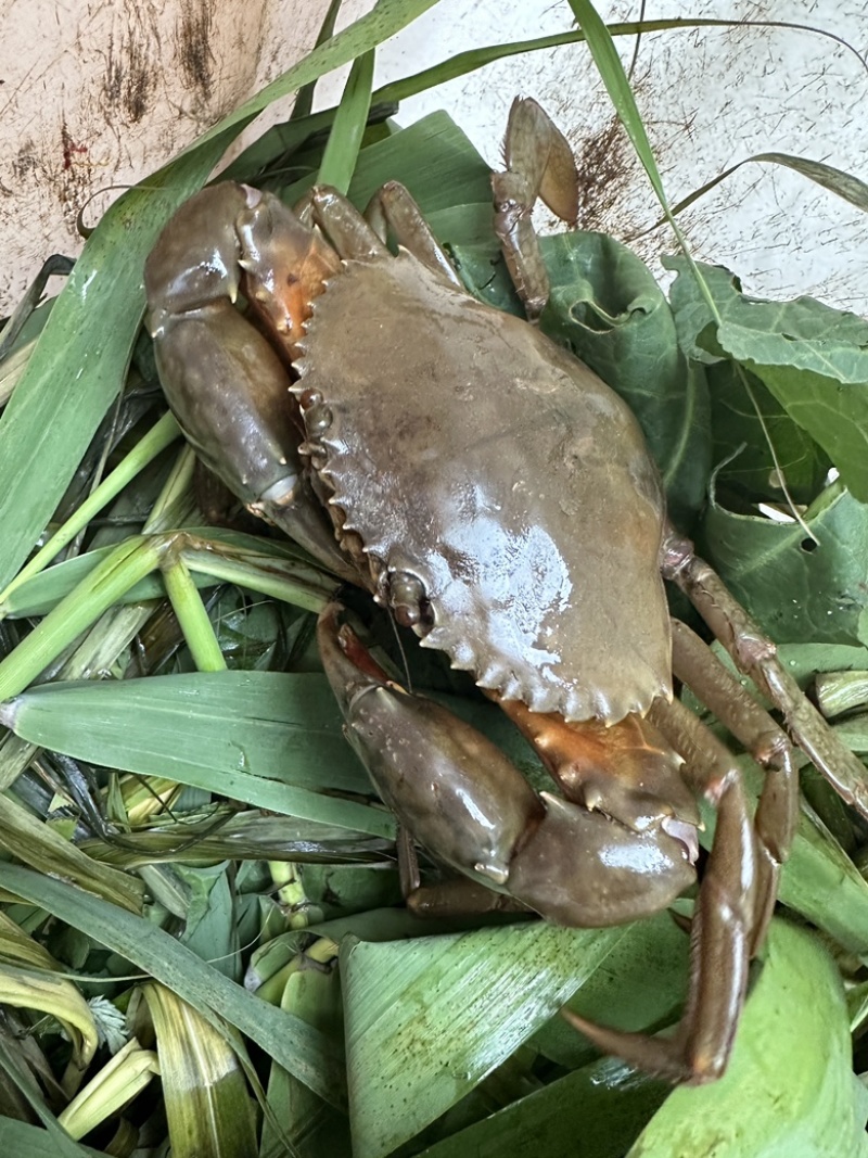 三门青蟹海螃蟹非黄油蟹红膏蟹大公蟹海鲜礼盒猷蠓