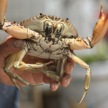 三门青蟹海螃蟹非黄油蟹红膏蟹大公蟹海鲜礼盒猷蠓