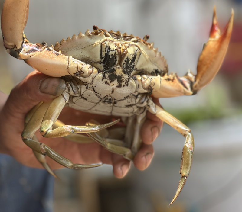 三门青蟹海螃蟹非黄油蟹红膏蟹大公蟹海鲜礼盒猷蠓