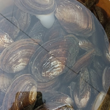 河蚌