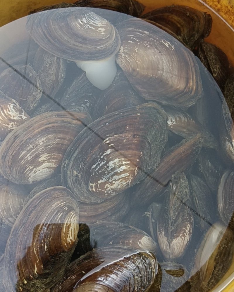 河蚌