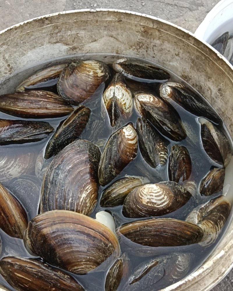 河蚌