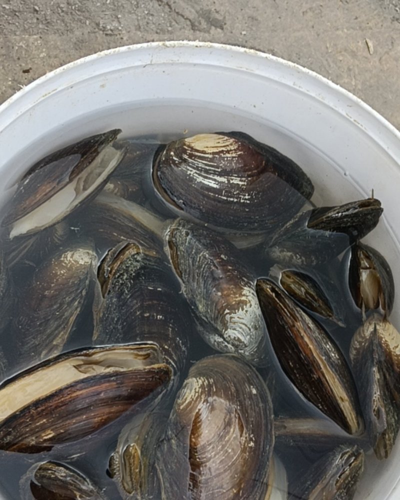 河蚌