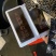 山东特产阿胶块福牌阿胶250g铁盒装阿胶片包邮