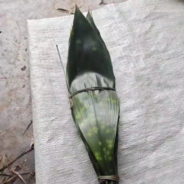 云南粽叶