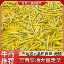清水黄花菜原材料产地直发价格实惠万亩菜地大量走货价格优惠