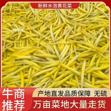 清水黄花菜原材料产地直发价格实惠万亩菜地大量走货价格优惠