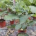 无花果盆栽花卉