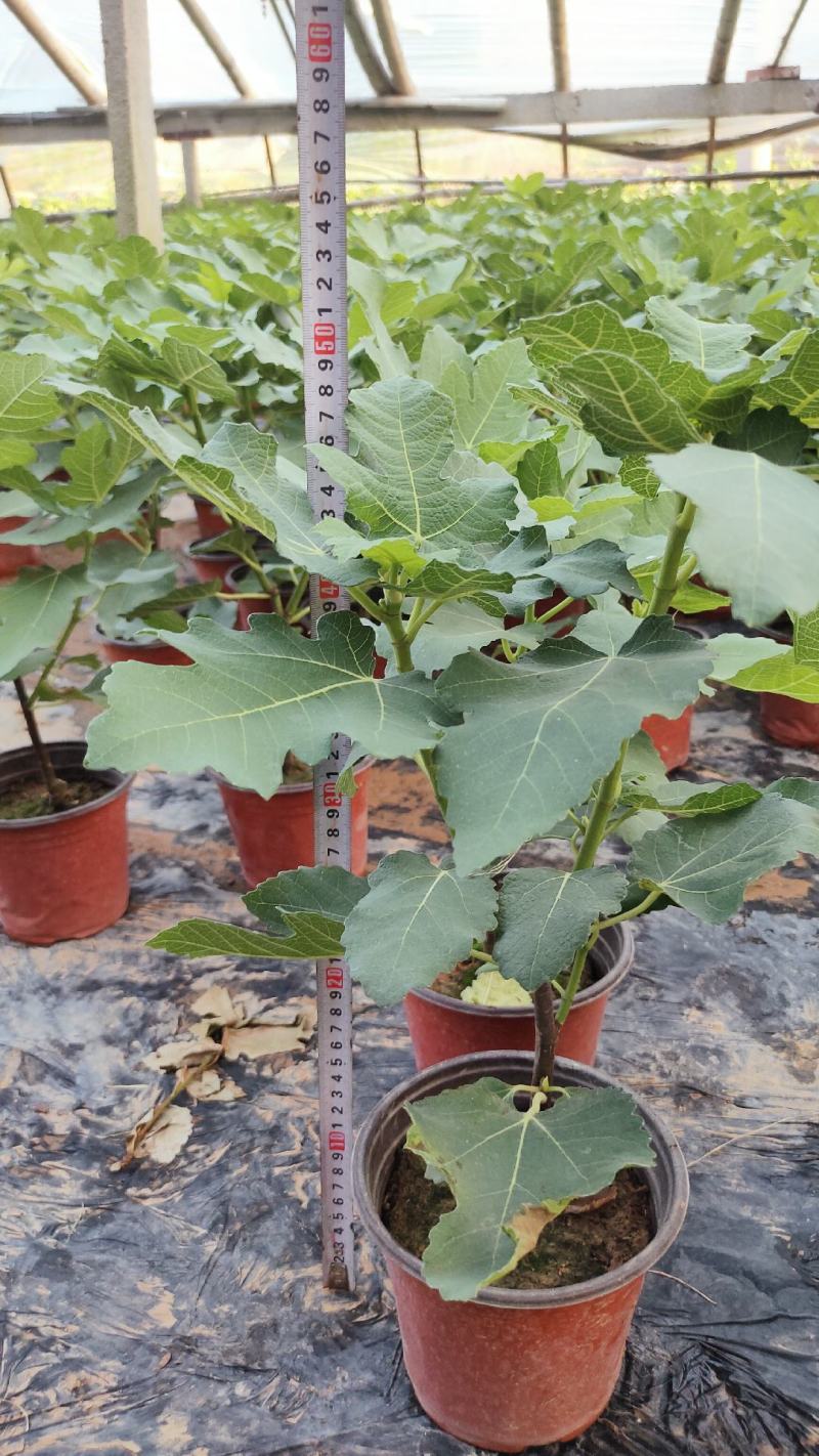 无花果盆栽花卉