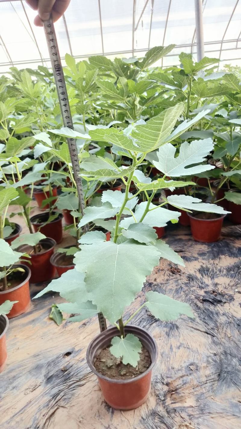 无花果盆栽花卉