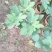 无花果盆栽花卉