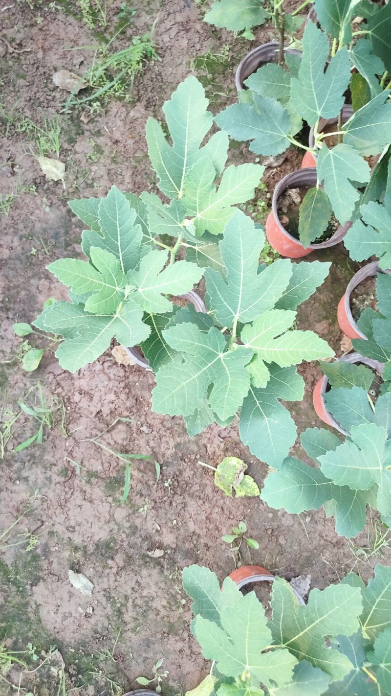 无花果盆栽花卉