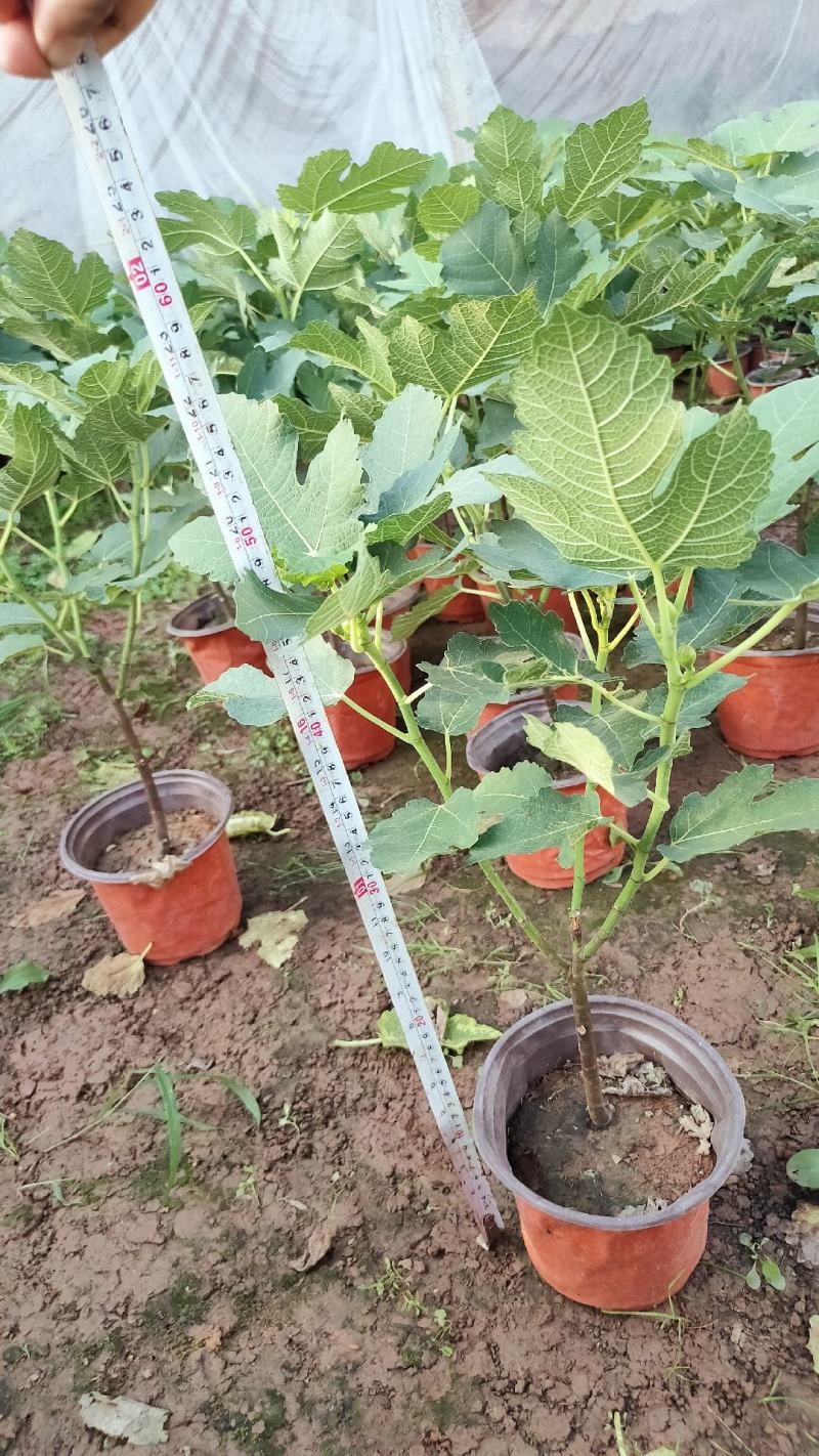 无花果盆栽花卉