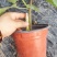 无花果盆栽花卉