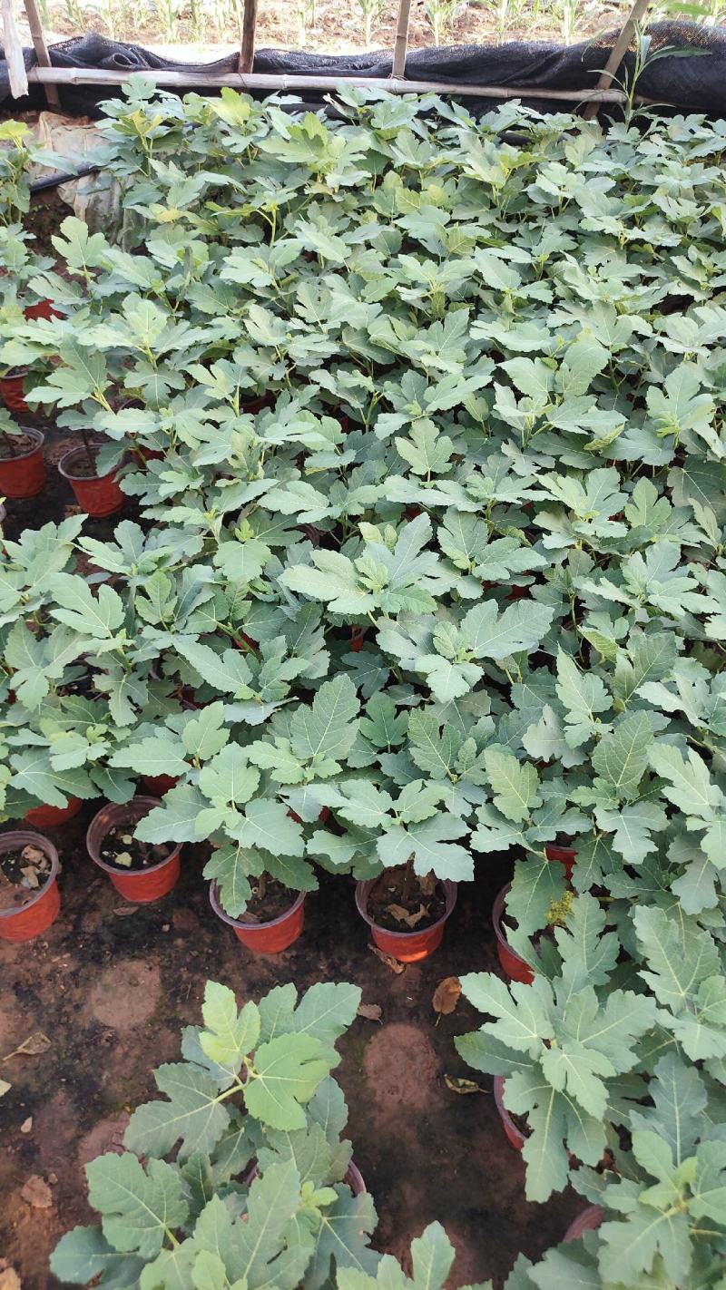 无花果盆栽花卉