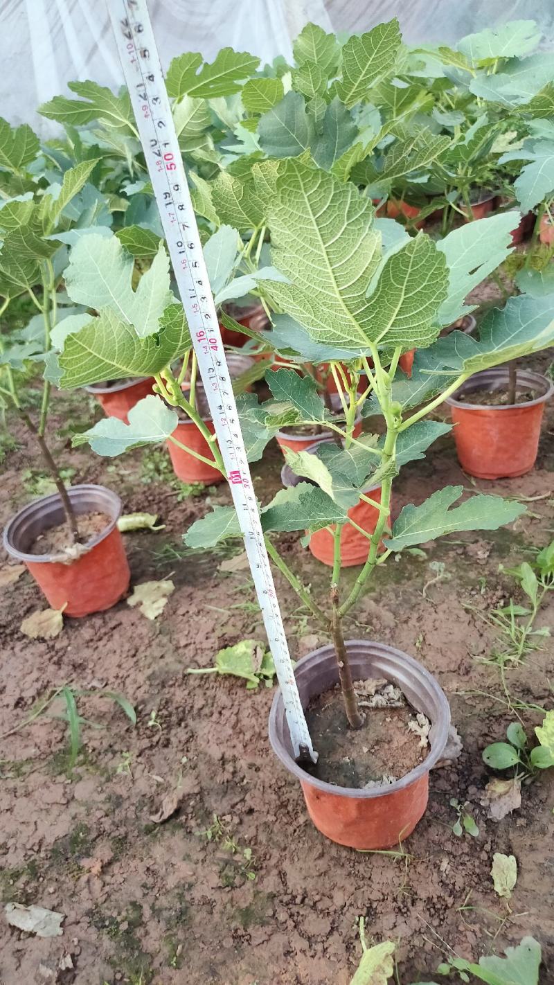 无花果盆栽花卉