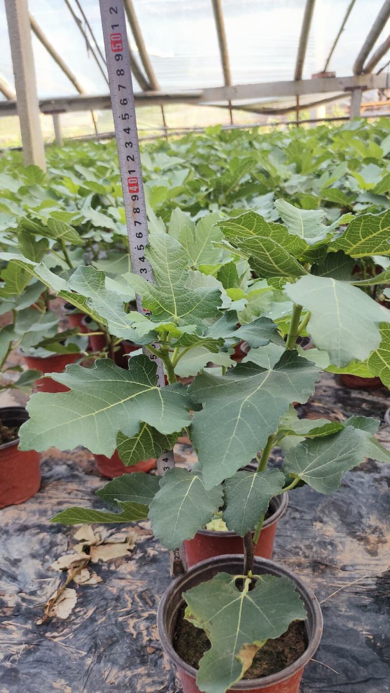 无花果盆栽花卉