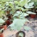 无花果盆栽花卉