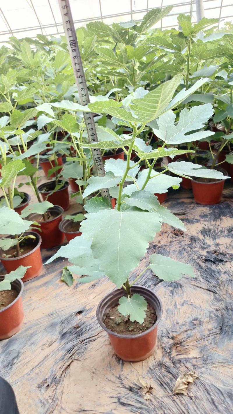 无花果盆栽花卉