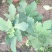 无花果盆栽花卉