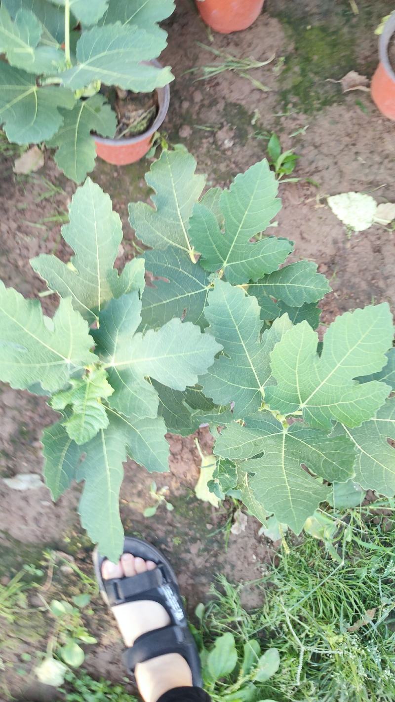 无花果盆栽花卉