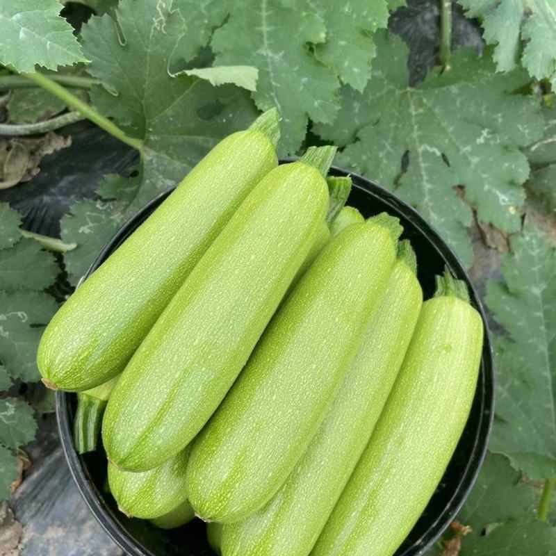 精品西葫芦，场地直供，量大从优，全年长期供货一手货源