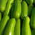 精品西葫芦，场地直供，量大从优，全年长期供货一手货源
