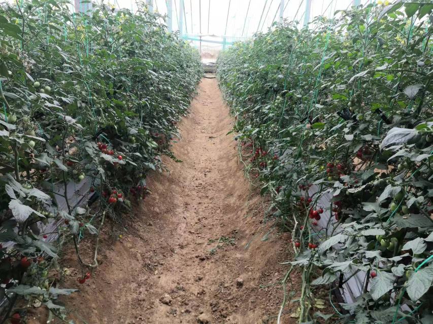 海南三亚圣女果种植基地