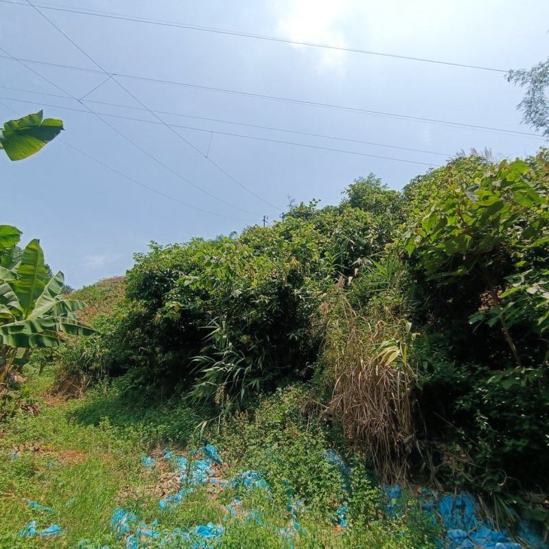 土地流转36亩芒果园地长期出租