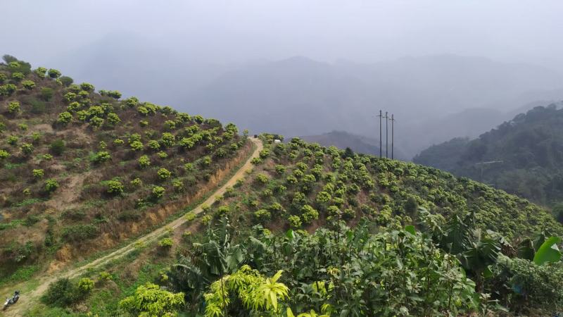 土地流转36亩芒果园地长期出租