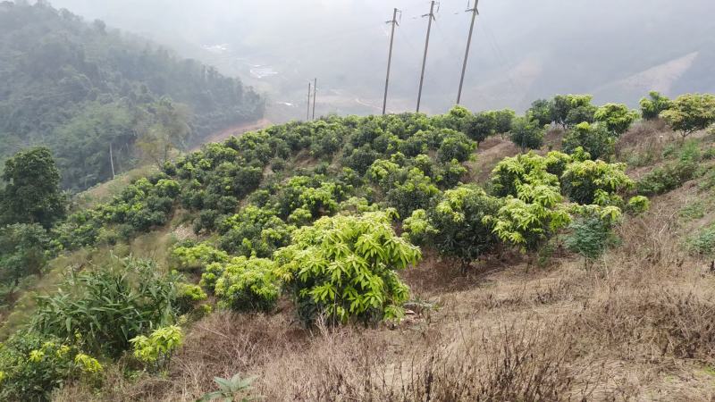土地流转36亩芒果园地长期出租
