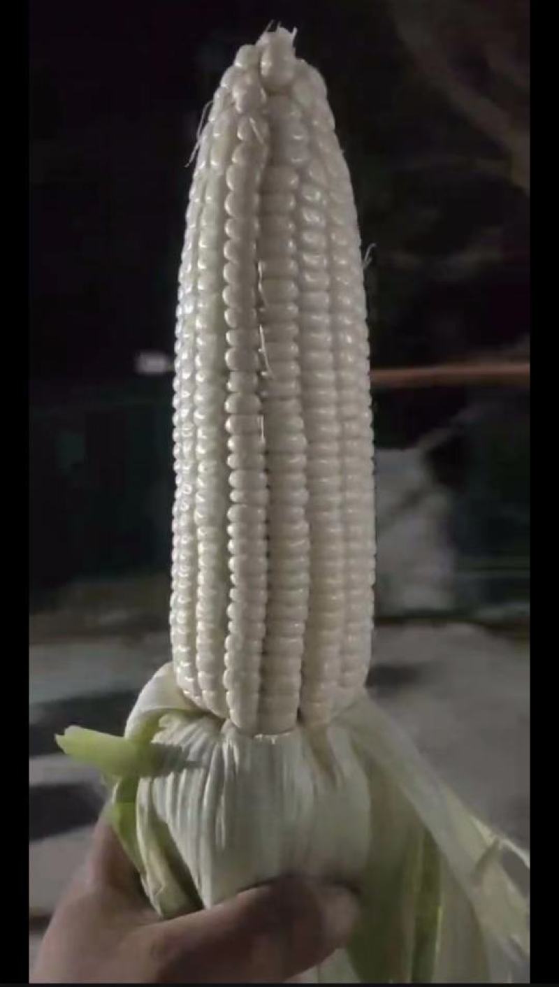 鲜玉米