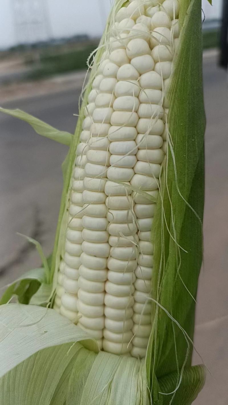 鲜玉米