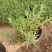 太阳花半枝莲大花马齿笕针叶，多枝条，撒种扦插，电商供应