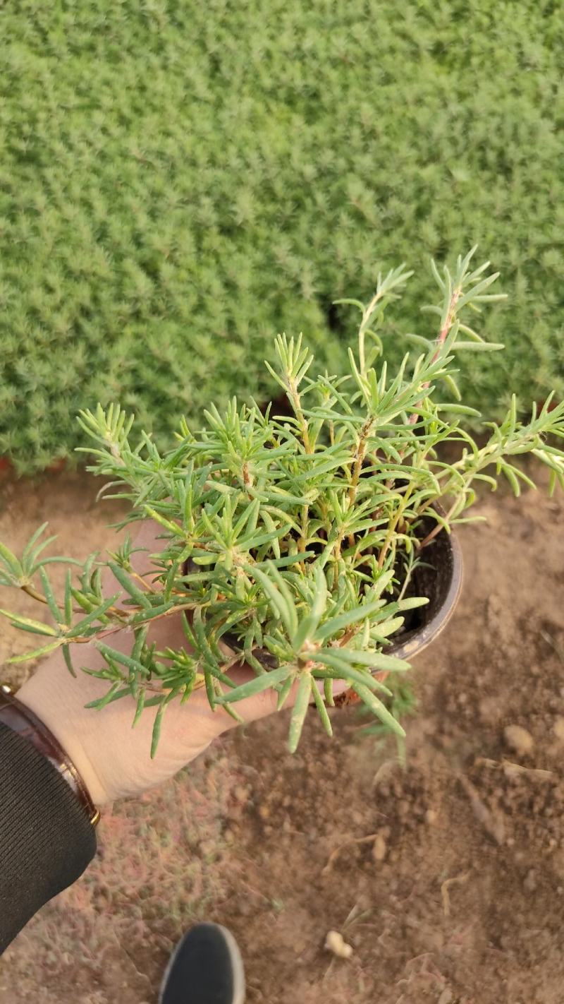 太阳花半枝莲大花马齿笕针叶，多枝条，撒种扦插，电商供应
