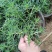 太阳花半枝莲大花马齿笕针叶，多枝条，撒种扦插，电商供应